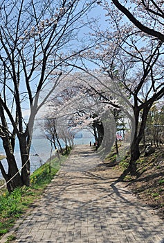 Pink Cherry blossom along the pathway at lake Kawaguchi