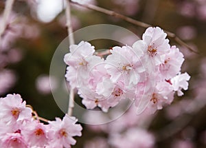 Pink cherry blossom along the pathway in springtime, Japan