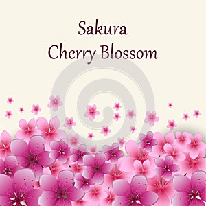 Pink cherry blossom background.Cherry blossom background