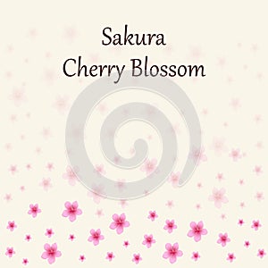 Pink cherry blossom background.Cherry blossom background