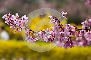 The pink cherry blossom banqute in japan hanamiyama