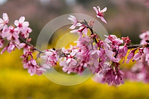 The pink cherry blossom banqute in japan hanamiyama