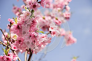 Pink cherry blossom. Beautiful Pink flowers on spring blooming tree branch, blue sky.Spring blossoms