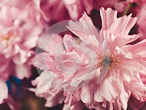 Pink cherry blossom beautiful romantic flowers