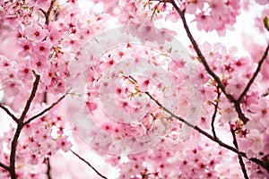 Pink Cherry blossom