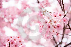 Pink Cherry blossom photo