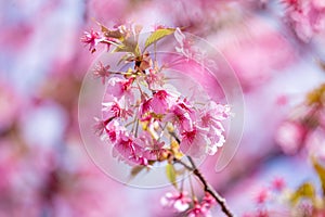 Pink cherry blossom , Beautiful Sakura flowers during spring season in the park Japan