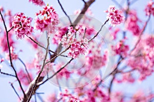 Pink cherry blossom , Beautiful Sakura flowers during spring season in the park Japan