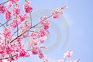 Pink cherry blossom , Beautiful Sakura flowers during spring season in the park Japan