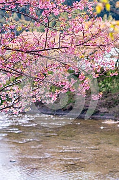 Pink cherry blossom , Beautiful Sakura flowers during spring season in the park Japan