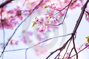 Pink cherry blossom , Beautiful Sakura flowers during spring season in the park Japan