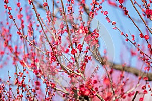 Pink cherry blossom , Beautiful Sakura flowers during spring season in the park Japan