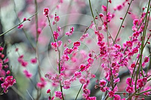 Pink cherry blossom , Beautiful Sakura flowers during spring season in the park Japan