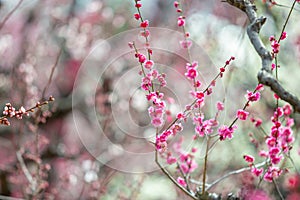 Pink cherry blossom , Beautiful Sakura flowers during spring season in the park Japan