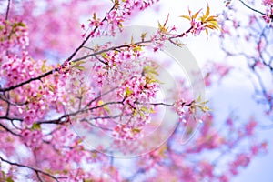 Pink cherry blossom , Beautiful Sakura flowers during spring season in the park Japan