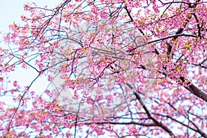 Pink cherry blossom , Beautiful Sakura flowers during spring season in the park Japan