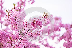 Pink cherry blossom , Beautiful Sakura flowers during spring season in the park Japan