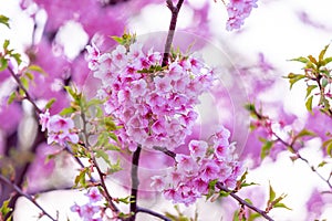 Pink cherry blossom , Beautiful Sakura flowers during spring season in the park Japan