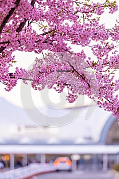 Pink cherry blossom , Beautiful Sakura flowers during spring season in the park Japan