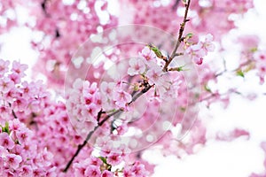 Pink cherry blossom , Beautiful Sakura flowers during spring season in the park Japan