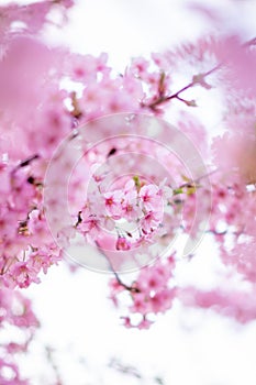 Pink cherry blossom , Beautiful Sakura flowers during spring season in the park Japan