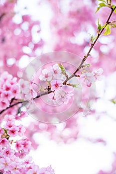 Pink cherry blossom , Beautiful Sakura flowers during spring season in the park Japan