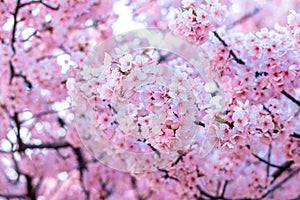 Pink cherry blossom , Beautiful Sakura flowers during spring season in the park Japan