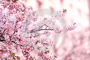 Pink cherry blossom , Beautiful Sakura flowers during spring season in the park Japan