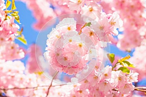 Pink Cherry blossom on blue sky full frame. Sakura cherry tree flowers a lot, spring texture background in sunlight