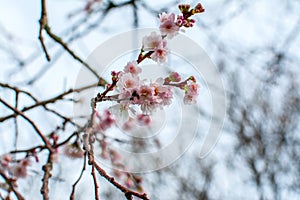 Pink cherry blossom on branch