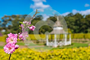 Pink cherry blossom branch against park on the background