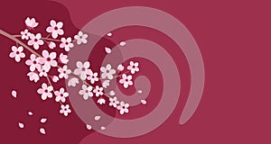 Pink cherry blossom branch with falling petals on a red burgundy background, copy space. Vector illustration