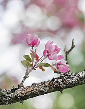 pink cherry blossom branch at spring .