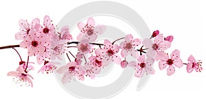 Pink cherry blossom branch in spring, isolated on white