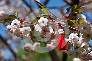 Pink cherry blossom with Bulgarian Martenitsa