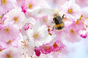Pink cherry blossom and bumble bee