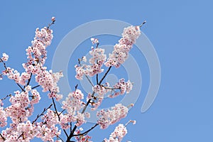 Pink cherry blossom(Cherry blossom, Japanese flowering cherry) on the Sakura tree.