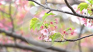 Pink cherry blossom cherry blossom, Japanese flowering cherry on the Sakura tree. Sakura flowers are representative of Japanese f