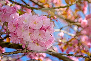 Pink cherry blossom close up