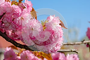 Pink cherry blossom close up