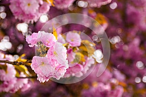 pink cherry blossom close up