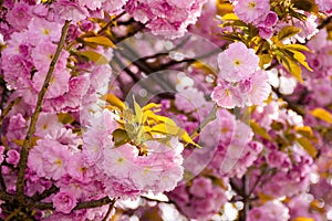 pink cherry blossom close up