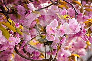 pink cherry blossom close up