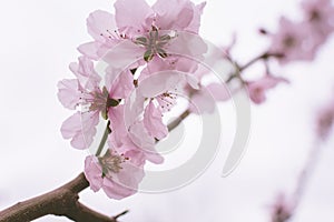 Pink cherry blossom close up image background