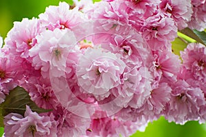 Pink cherry blossom close up. Spring background. Floral fresh blossom photo.