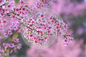 The Pink cherry blossom on Doi Sutep Mountain.Chiang Mai,Thailand