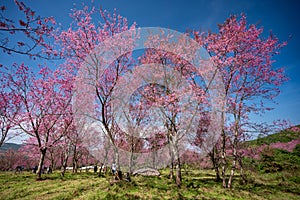 Pink cherry blossom field at Phu Lom Lo, Phitsanulok, Thailand