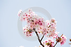 Pink cherry blossom flower