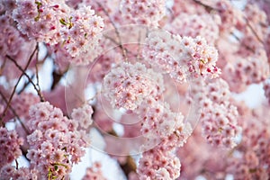 Pink cherry blossom flower