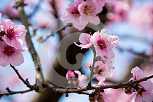 Pink Cherry Blossom Flower on Branch